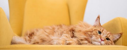 10 Affordable Options for Cat Furniture