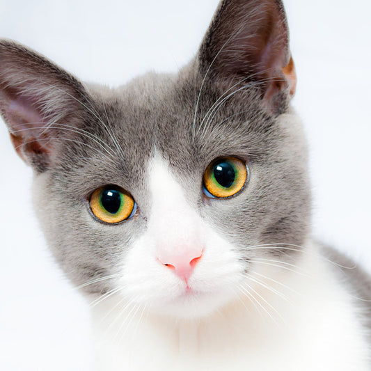 10 Cat Carriers for Feline Friends
