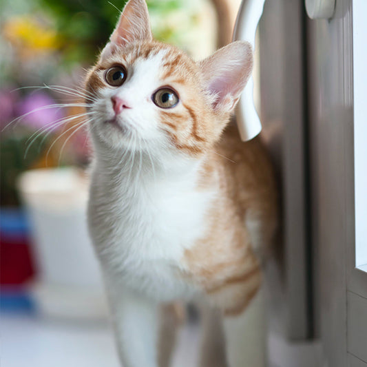 10 Feline Behaviors You Didn't Know About