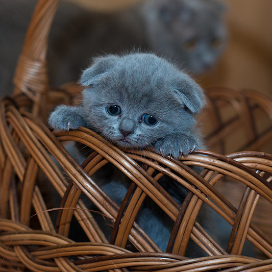 10 Key Elements of a Quality Cat Adoption Program