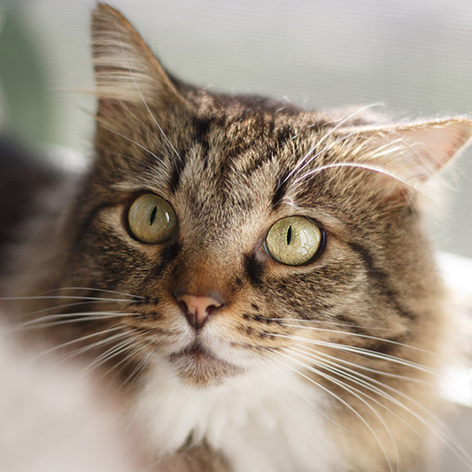 10 Must-Haves for a New Feline Friend!