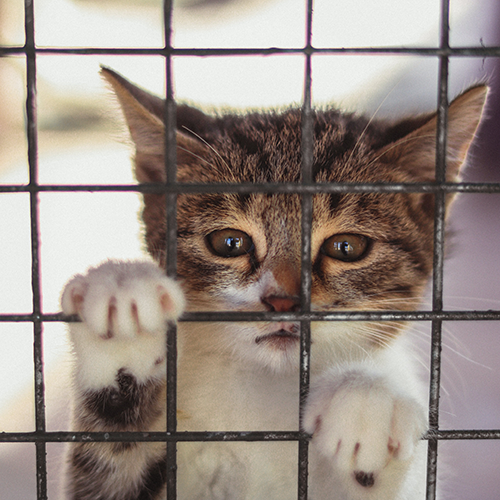 10 Purr-fect Reasons to Adopt an Adult Cat