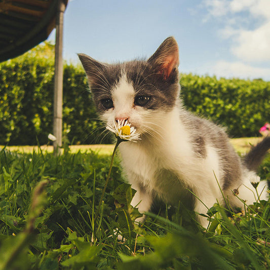 10 Reasons Why Your Cat's Urine Smells Terrible