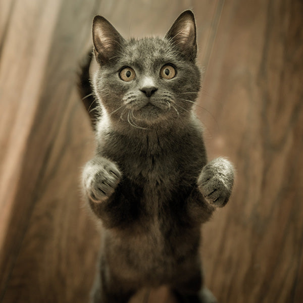 10 Revolutions for Your Cat's Smell Training