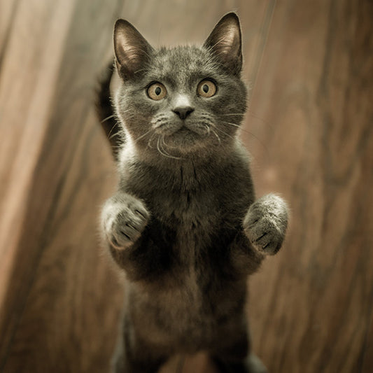 10 Revolutions for Your Cat's Smell Training