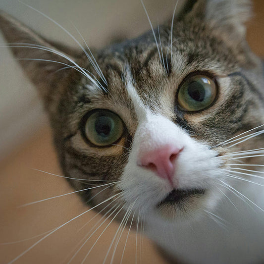 10 Secrets to Keeping Your Cat Healthy