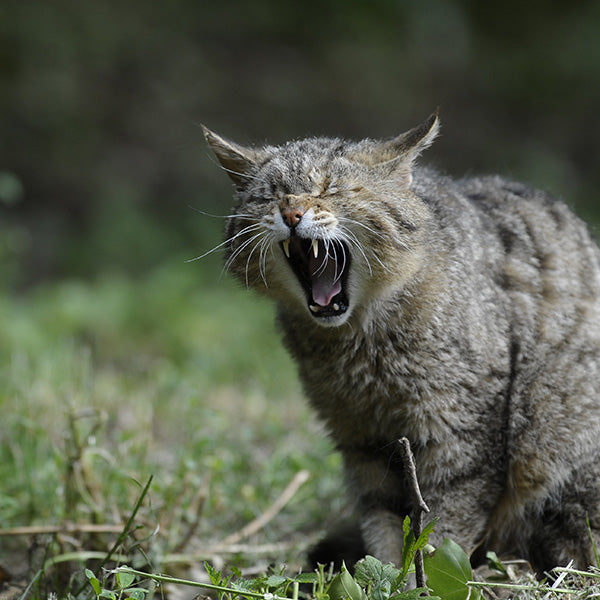 10 Surprising Reasons Cats Eat Grass