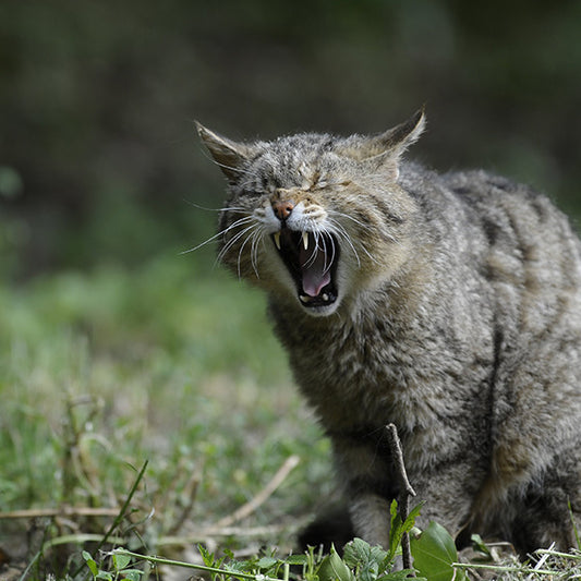 10 Surprising Reasons Cats Eat Grass