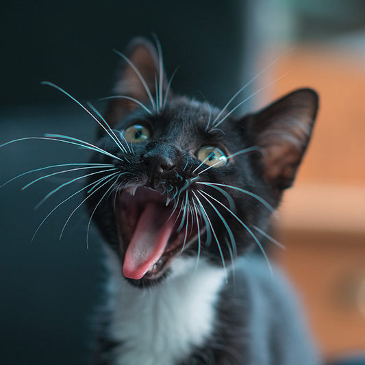 10 Surprising Tips for a Happy Cat Bladder!