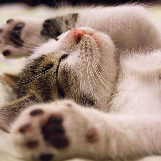 10 Things to Remember Before Adopting a Cat