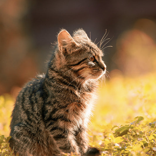 10 Tips for Potty Training Your Cat