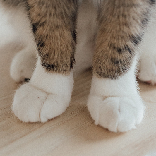 10 Tips for Trimming Your Cat's Claws