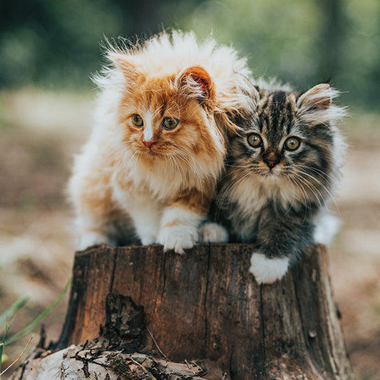 10 Purr-fectly Unique Cat Breeds