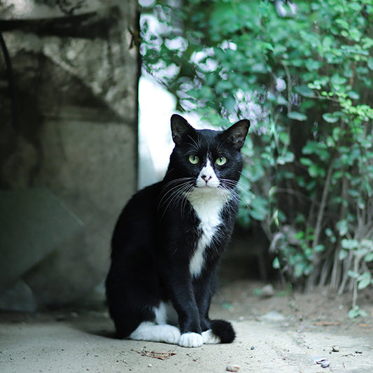 5 Crucial Tips for Taking Care of an Abandoned Kitten