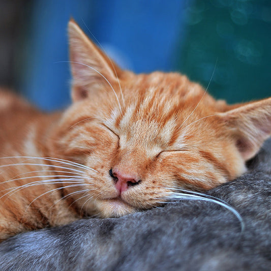 5 Essential Steps for Keeping Your Cat Clean