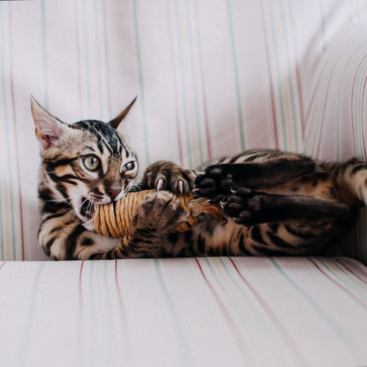 5 Reasons to Think Twice Before Adopting a Cat!