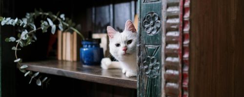 5 Surprising Facts About Cat Ceiling Furniture