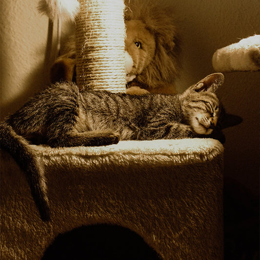 5 Things You Didn't Know About Cat Naps