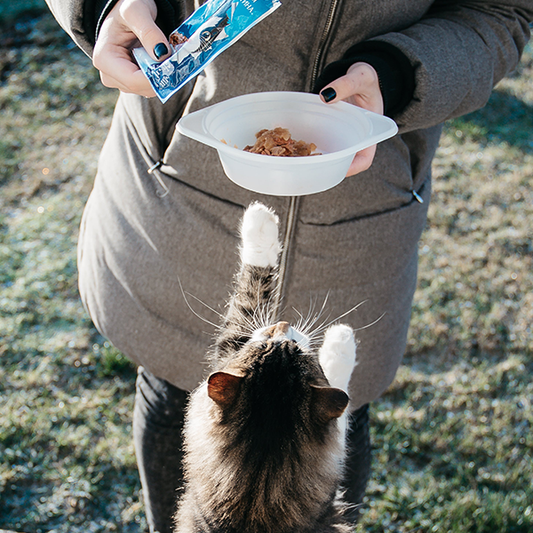 5 Tips for Picking the Best Food for Your Cat!