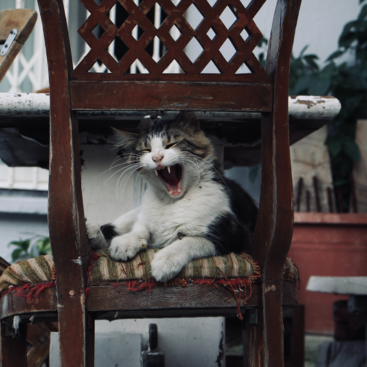 5 Tips to Keep Your Cat Agile and Happy in Old Age
