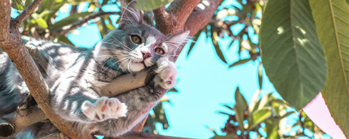 7 Tips for Picking the Perfect Cat House