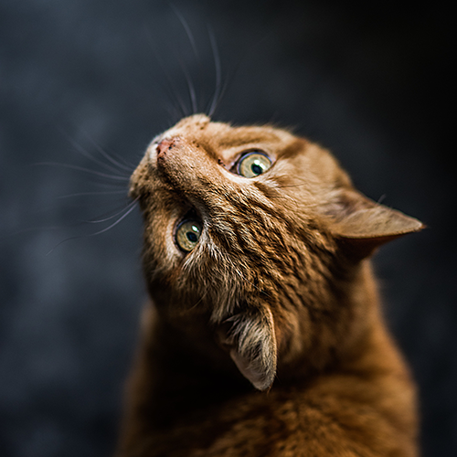 9 Feline Tips for a Happy and Healthy Love Life