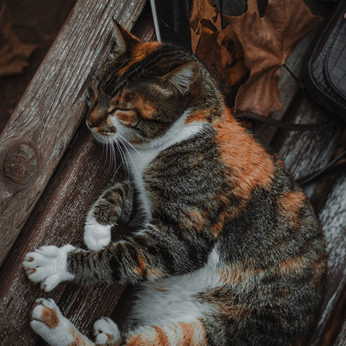 9 Feline Wisdoms for a Purr-fect Life