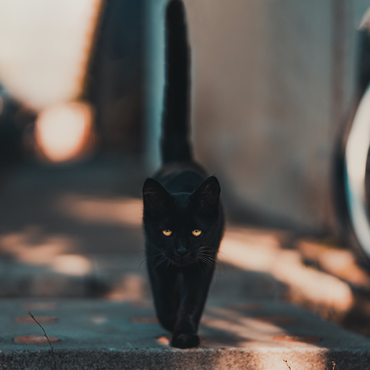9 Reasons Why Black Cats Will Steal Your Heart