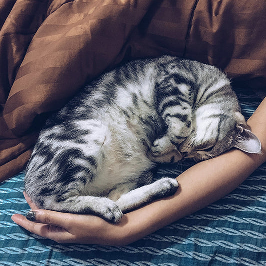 Avoid Sleepless Nights: 10 Tips for Peaceful Cat Owners!
