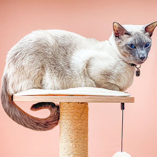 Can a Cat Tree Get Wet?