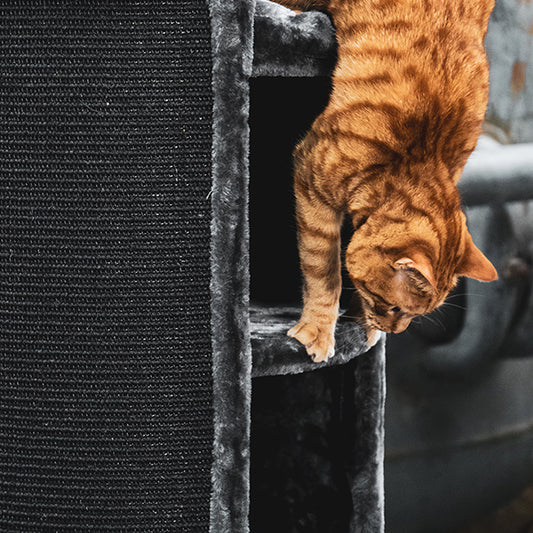 Can Cat Towers Be Outside?