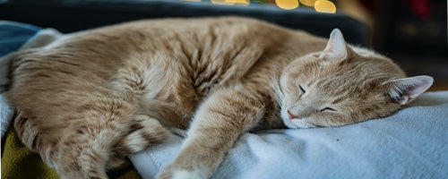 Catnip: The Ultimate Feline Stimulant
