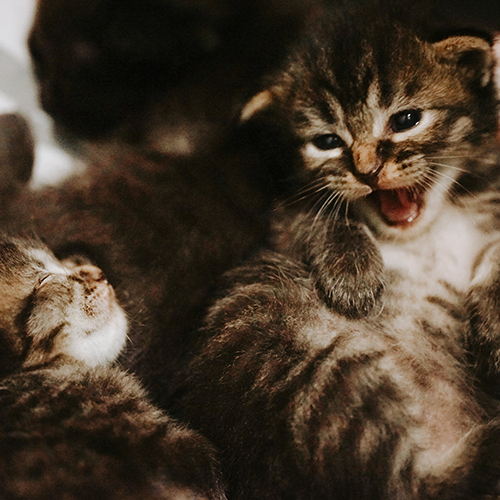 Feline Flexibility: 10 Exercises for Nimble Cats!