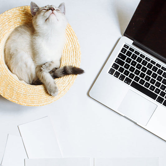 How Much Space Does Your Cat Really Need?