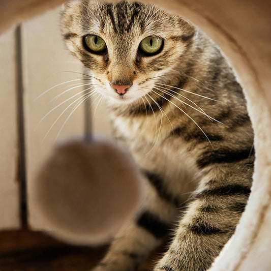 Maximize Your Cat's Entertainment with These 10 Tips