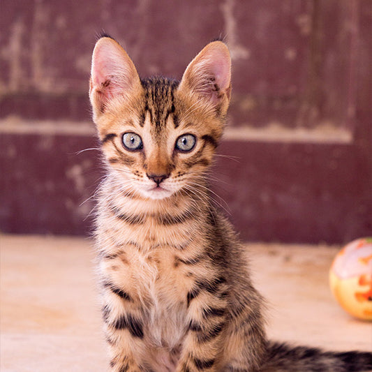 Purr-fect Tips for Tackling Cat's Acne