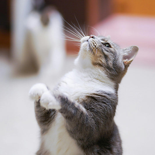 Stop Cat Scratching Furniture