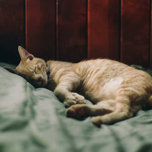 The 7 Stages of a Cat's Life