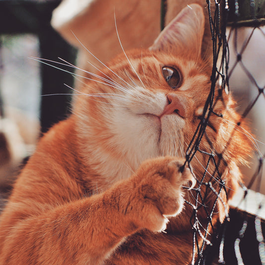 The Absolute Best EU-Approved Methods to Keep Your Cat Entertained