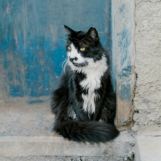 The Best Nutrition Advice for Aging Cats