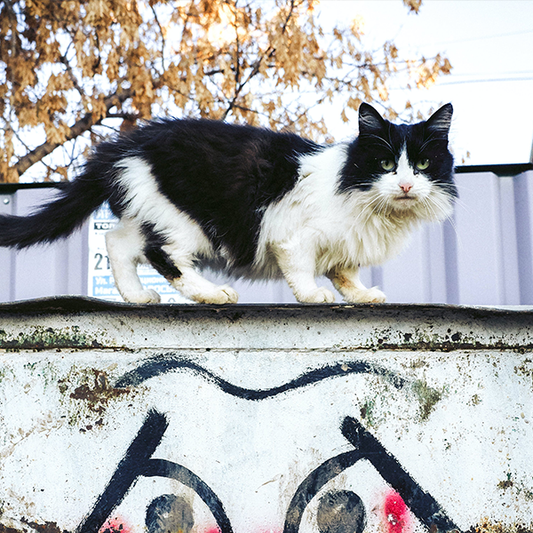 The Best Ways to Keep Cats Away From Trash Bins