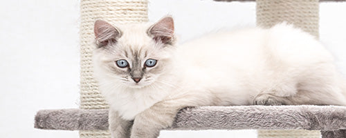 The Fascinating History of the Ragdoll Cat