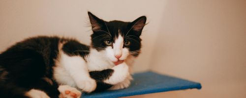 The Fascinating Science of Cat Self-Grooming