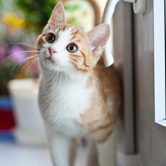 The Most Common Cat Flea Treatments Explained
