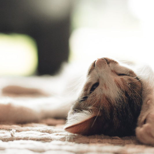 The Most Common Symptoms of Conjunctivitis in Cats