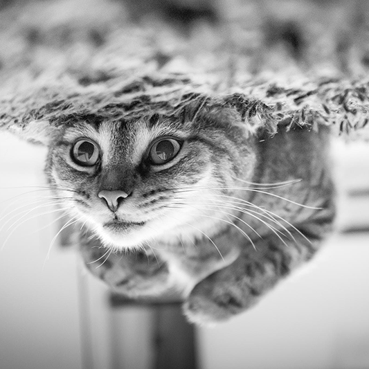 The Most Unfortunate Cat Names You'll Find Anywhere!