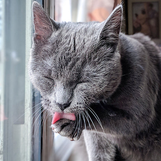 The Top 10 Benefits of a Raw Meat Diet for Cats