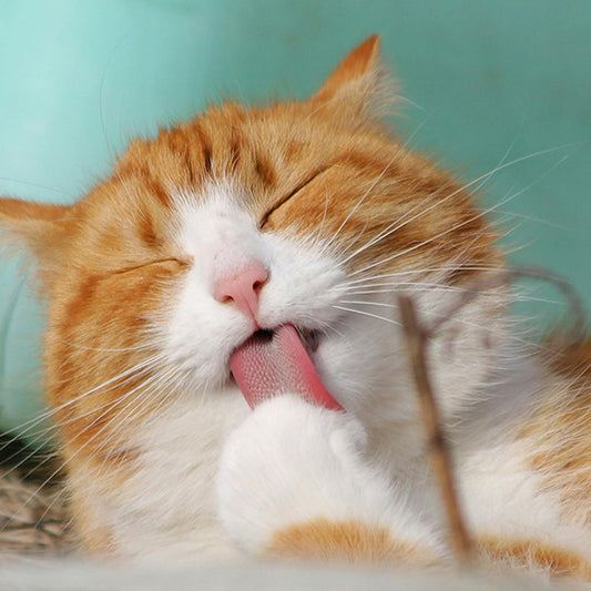 The Top 10 Considerations for Vaccinating Your Cat