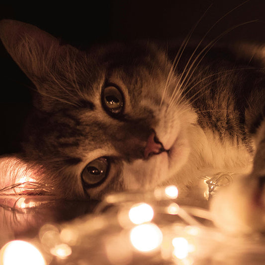 The Top 10 Must-Have Items for Your Cat