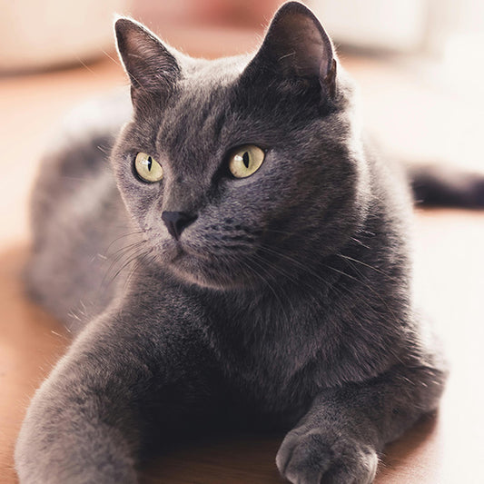 The Top 10 Tips for Excellent Cat Care